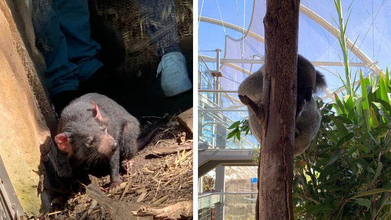 WILD LIFE Sydney Zooで見たタスマニアデビルとコアラ