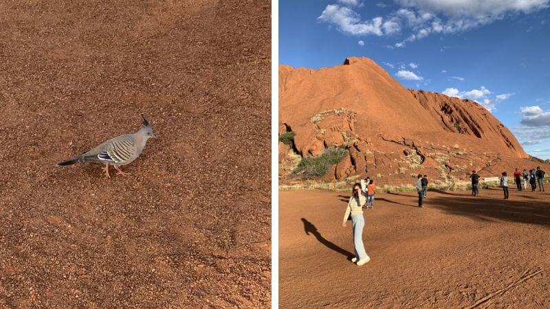 ガイドに教えてもらったとさかのついた鳩とエアーズロック周辺を散策する人々