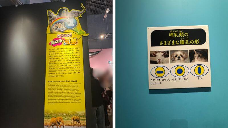 いきもの超ワールド展のCHAPTER1「五感」と哺乳類の瞳孔を比較する展示