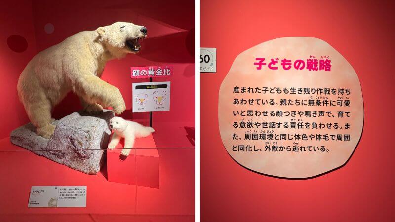 ホッキョクグマの顔の黄金比と子どもの生存戦略を紹介する展示