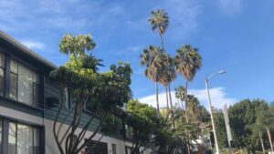 2019年に訪れたアメリカ・カリフォルニアの街並み。英語がほとんど話せなかった頃の海外旅行の様子